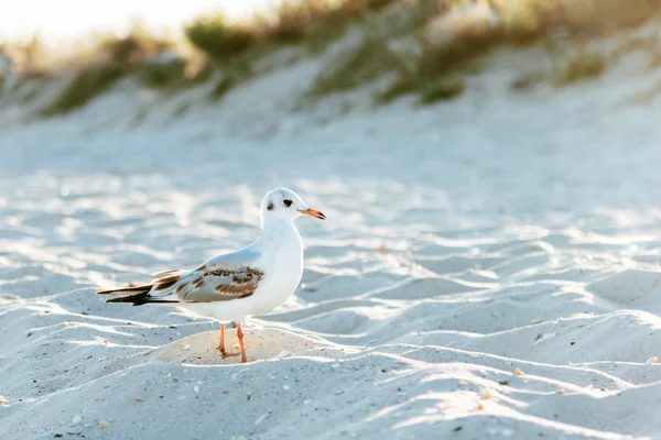 Beach walking seagull