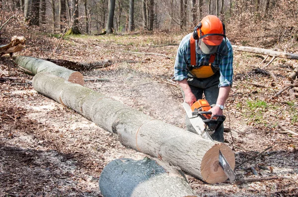 Lumberjack cutting tree
