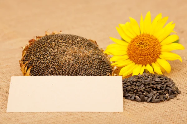 Ripe sunflower head on a table next to the seeds and flower seeds.