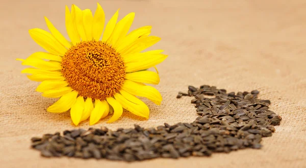 Ripe sunflower head on a table next to the seeds and flower seeds.