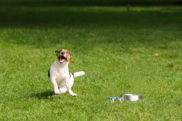 Dog in a happy jump on a green grass