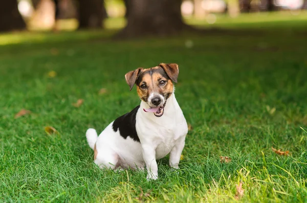 Happy puppy jumps up and rushes