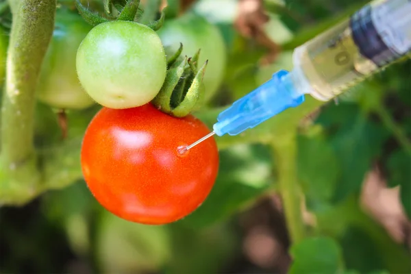 Injection of syringe in red tomato in garden