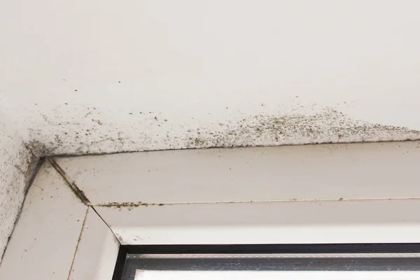 Mold near a window in the house