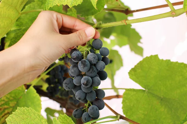 A female hand picks up a blue bunch of grapes. The harvesting.