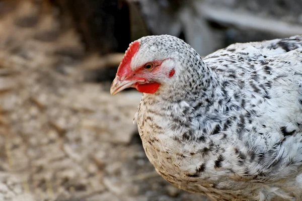 Chicken bird closeup.
