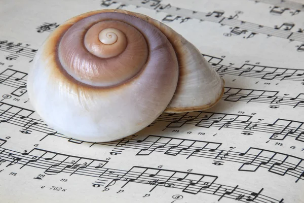 Sea shell and music