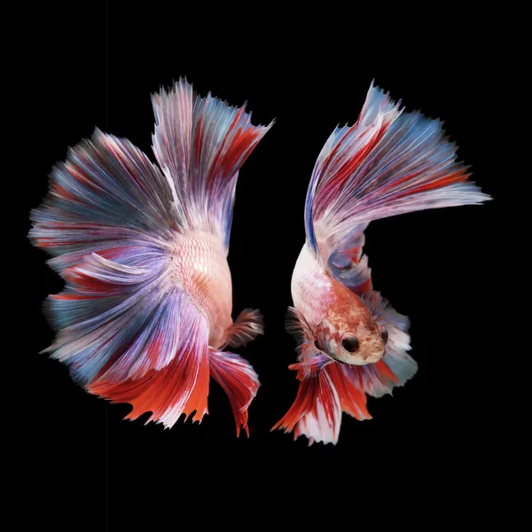 Betta fish, siamese fighting fish isolated on black