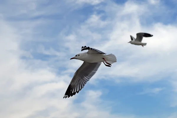 Group of flying seagull bird