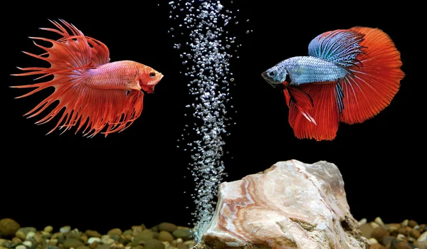 Betta fish, siamese fighting fish in aquarium