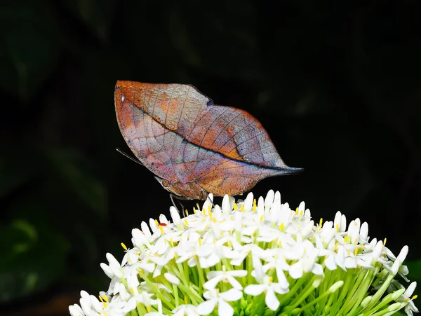 Master of disguise in the forest is a Special butterfly(Kallima