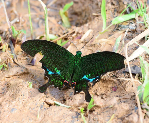 Green Butterfly (paris peacock, papilio paris) on nature