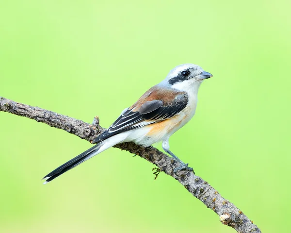 Bay-backed Shrike Bird /Lanius vittatus , New record bird of Tha