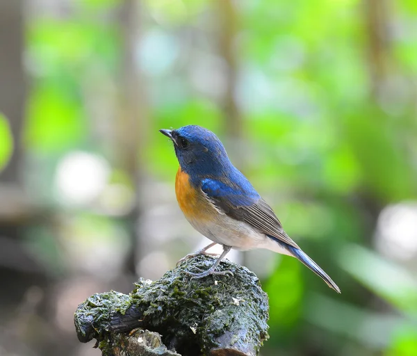 Beautiful blue bird, Chinese Blue Flycatcher bird (Cyornis glauc