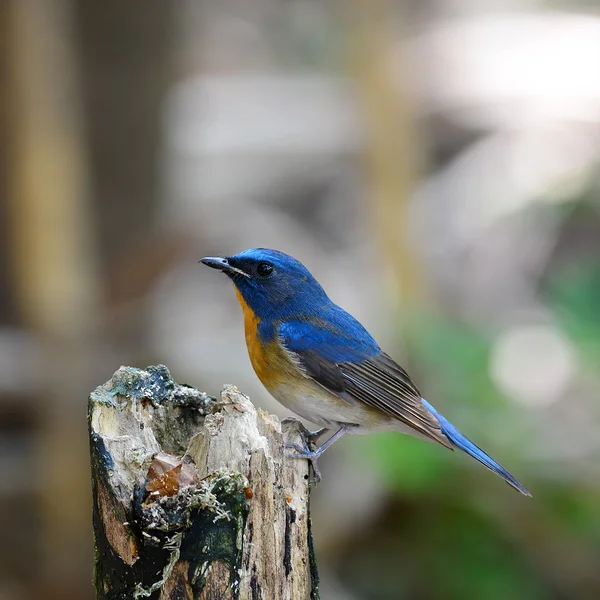 Blue Bird, Chinese Blue Flycatcher (Cyornis glaucicomans) On the