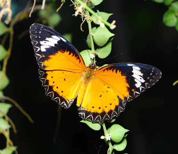 Beautiful black and Yellow Butterfly