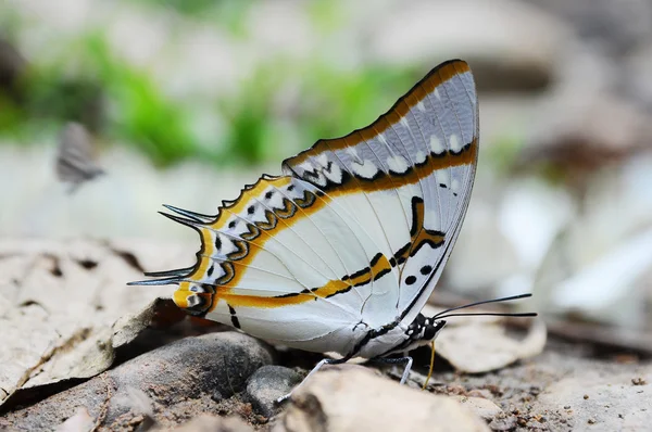 Beautiful butterfly on ground in nature