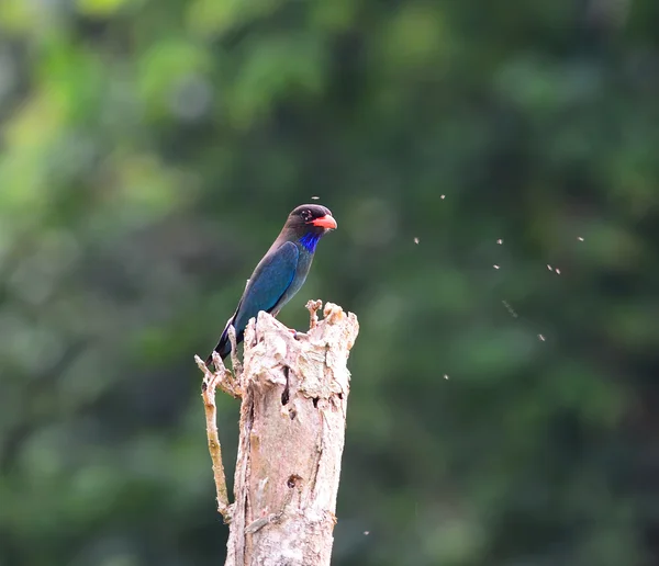 Beautiful Blue Bird dollarbird is chirping in the tree