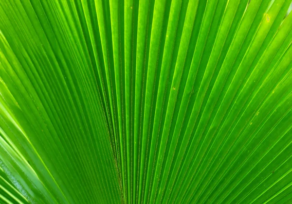 Extreme close-up of fresh green leaf as background.