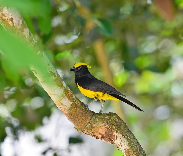 Beautiful yellow bird, Sultan Tit (Melanochlora sultanea), stand