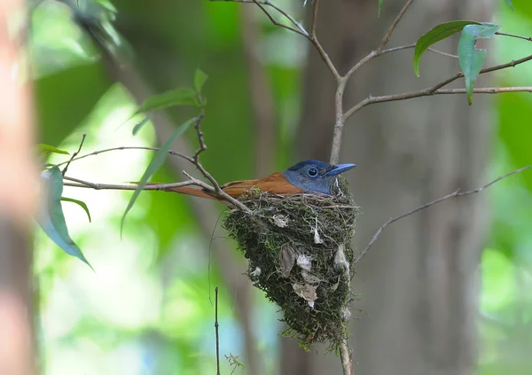 Mother of Bird (Asian Paradise-Flycatcher) protecting its chicks