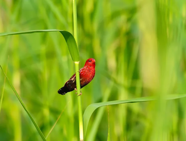 Colorful Red Bird (Red Avadavat,  Amandava amandava) on a branch