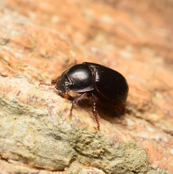 A large black beetle on the stone in nature