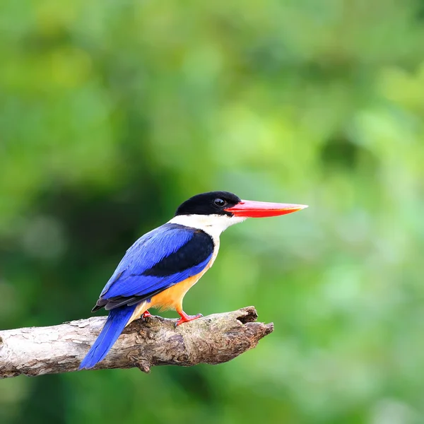 Colorful Bird on a branch (Black-capped Kingfisher)