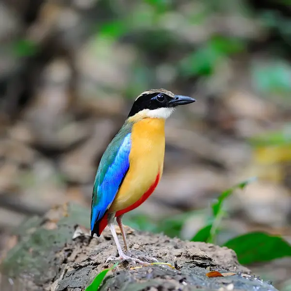 Beautiful colorful Bird (Blue-winged Pitta)  in nature, in Thail