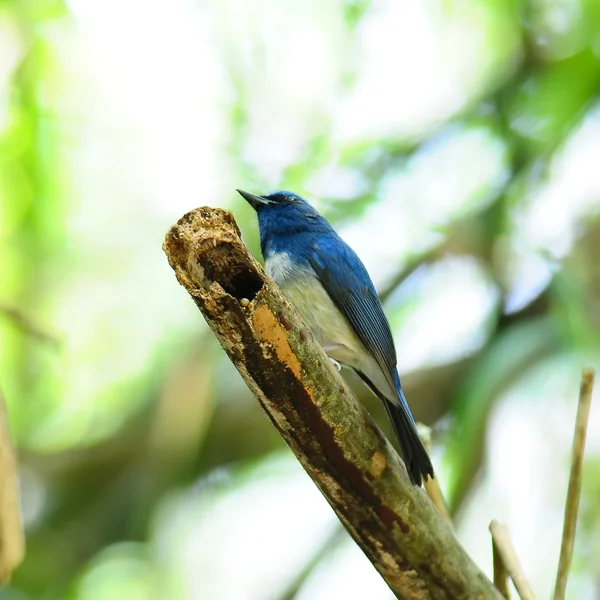 Beautiful Blue Bird (Hainan Blue Flycatcher) on a branch, in nat