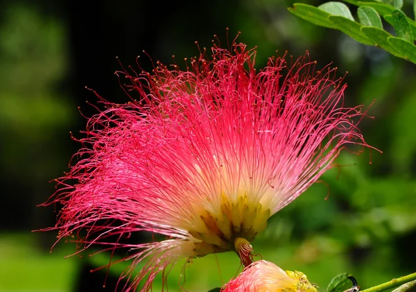 Pink Powder Puff flower, also known as Calliandra