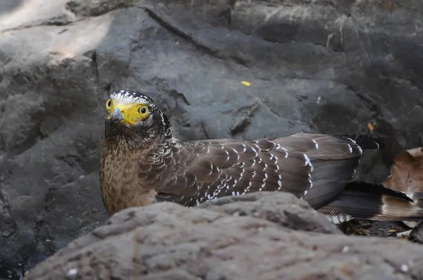 Bird of Thailand is Crested Serpent Eagle (Spilornis cheela)