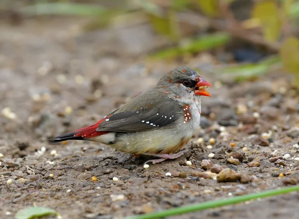 Beautiful red bird, mature male Red Avadavat (Amandava amandava)