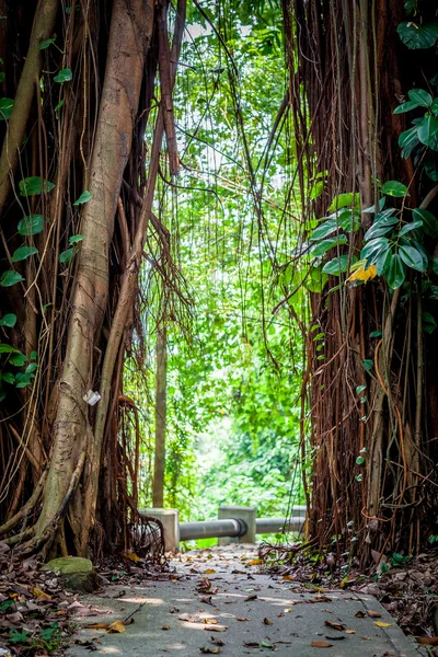 Path Entrance made by roots