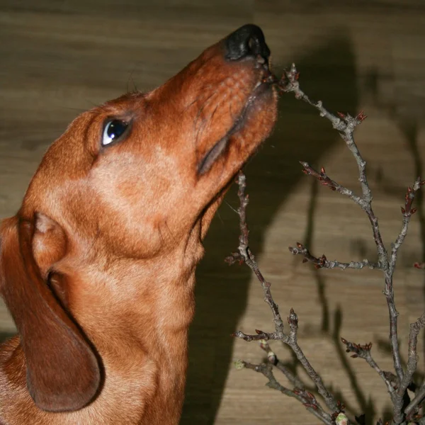 Dachshund dog biting branch