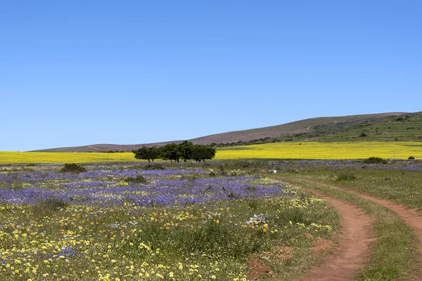 Wild flowers in spring