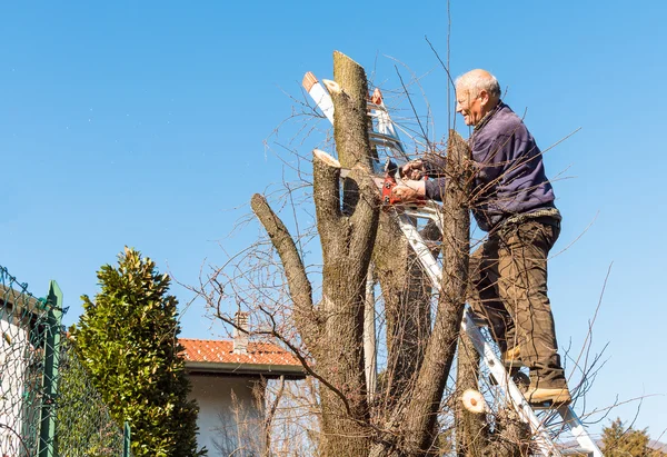 Man is cutting tree with chainsaw.