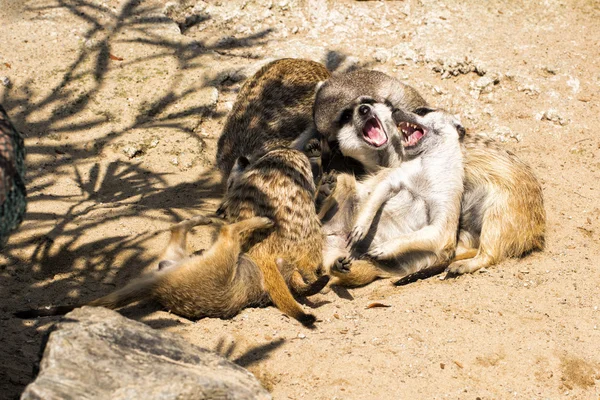 Family of meerkats playing crazy games