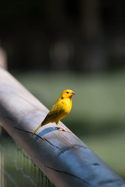 Yellow bird