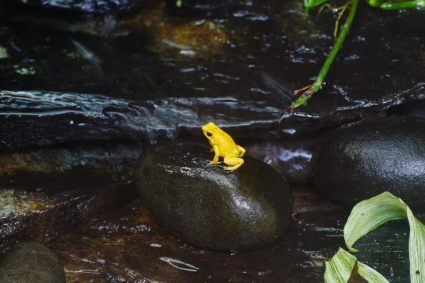 Yellow poisonous frog 2
