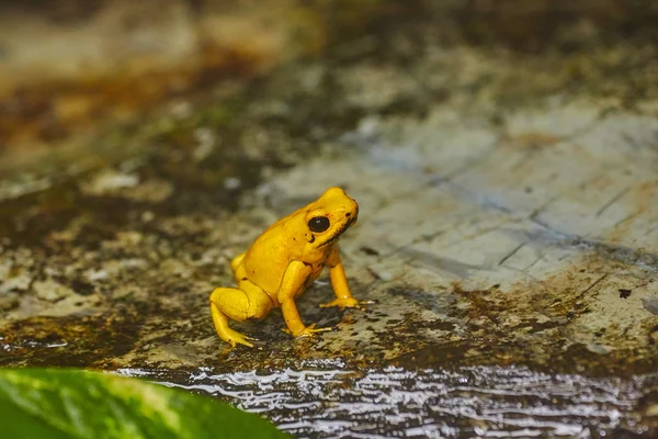 Yellow poisonous frog: Phyllobates terribilis