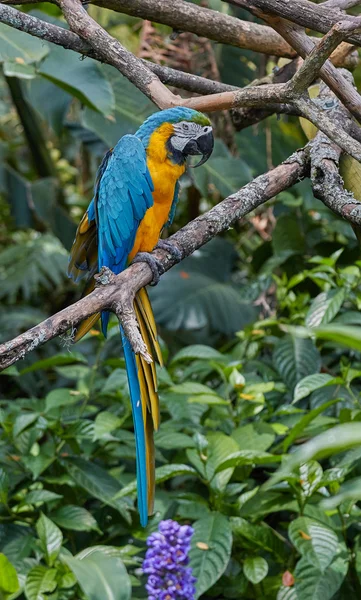 Blue parrot on a branch