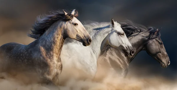 Three horses run