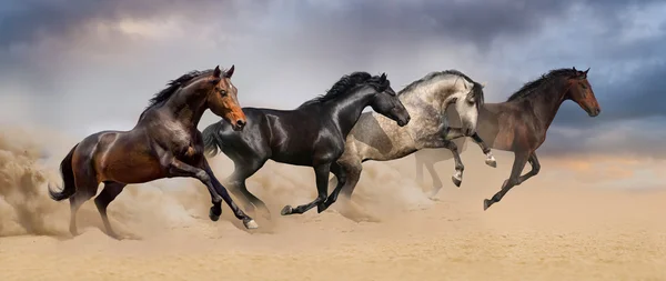 Group of  horse run gallop