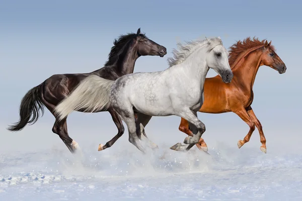 Horses run in snow