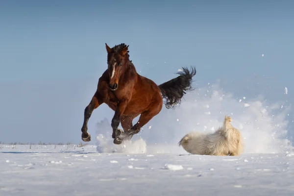 Bay horse play with dog