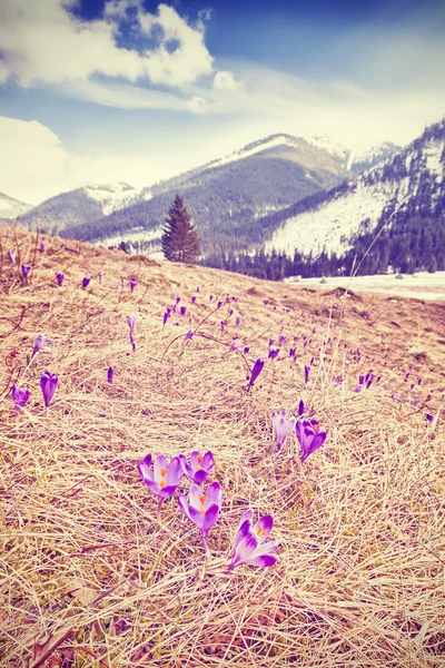 Vintage filtered picture of first spring crocuses in mountains.