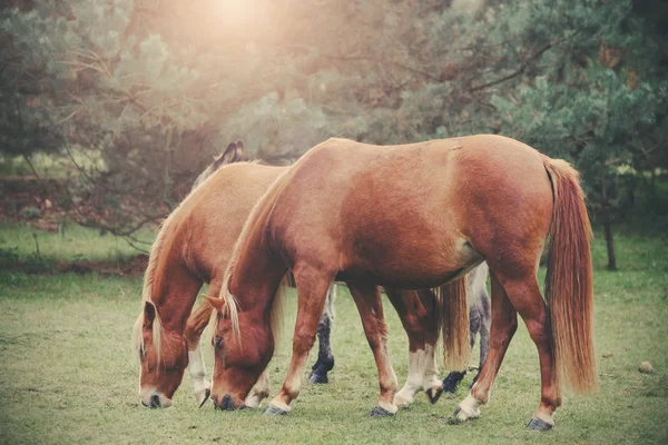 Vintage retro filtered picture of grazing horses.