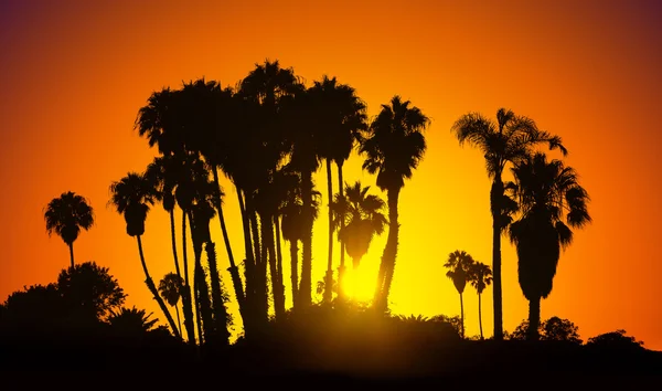 Vintage stylized picture of palms silhouettes at sunset.