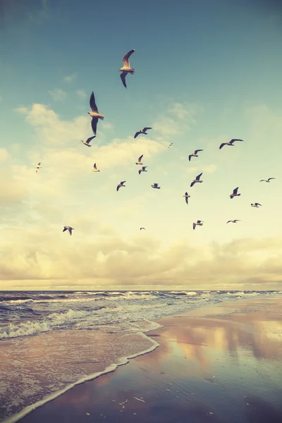 Vintage stylized flying birds above a beach at sunset.